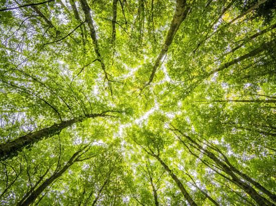Qu'est-ce qu'un Eco-Score ?